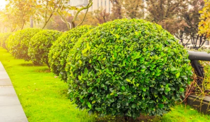 Vegetation Management